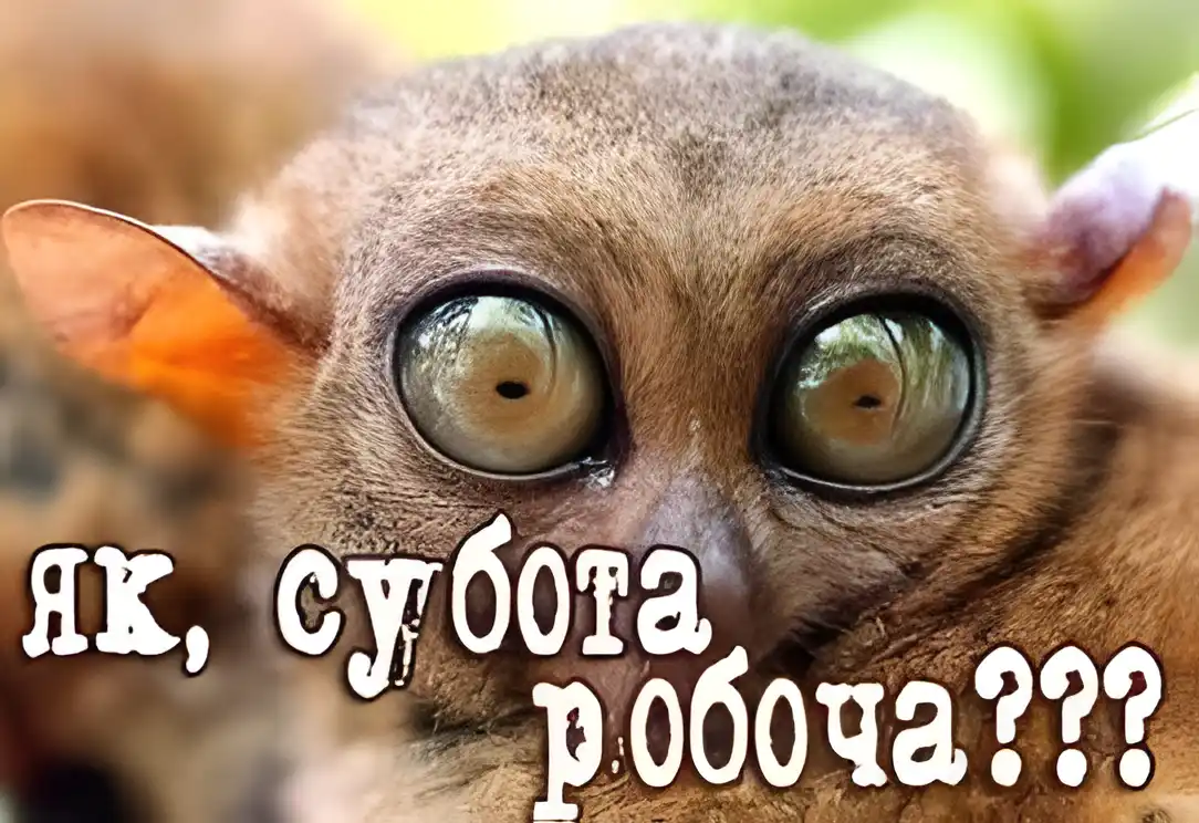 Открытка Открытки на субботу - Тамарин: милый взгляд, забавная открытка | Красивая открытка #194