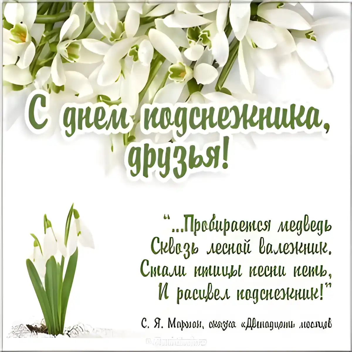 Открытка С днём подснежника - С Днём Подснежника! Открытка с весенними цветами | Красивая открытка #48