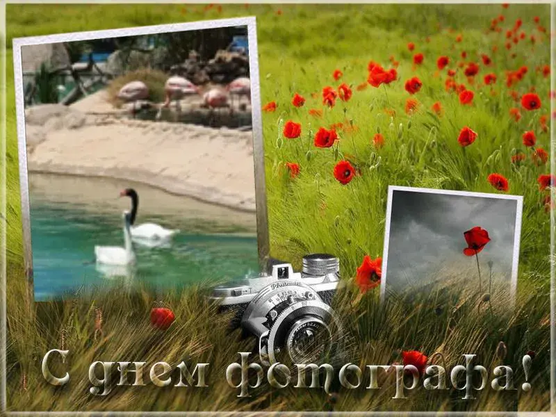 Открытка Открытки с днем фотографа - С днем фотографа! Открытка с лебедями и фотоаппаратом | Красивая открытка #1