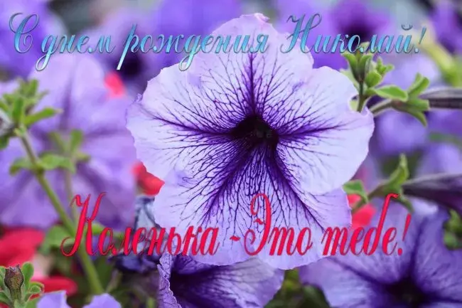 Открытка Открытки с именем Николай   - Фиолетовые цветы: открытка с цветами, букетом | Красивая открытка #164