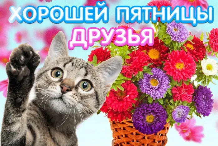 Открытка Удачной пятницы - Открытка с котом и цветами | Красивая открытка #6