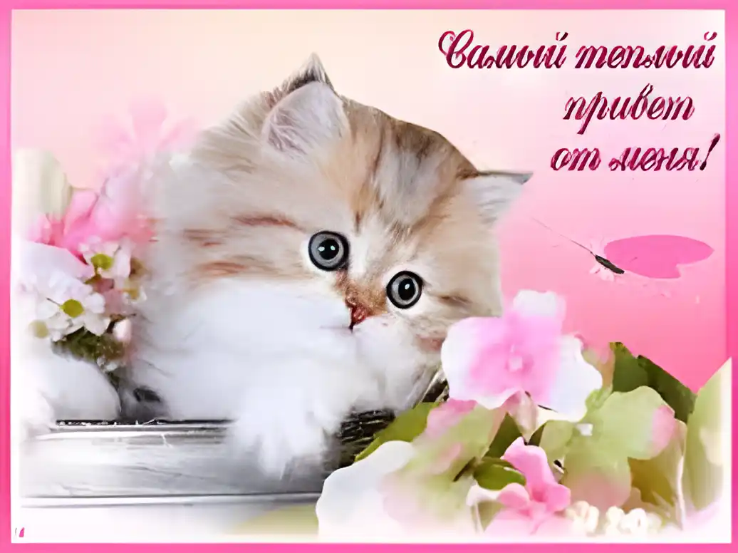 Открытка Привет - Открытка с котенком и цветами | Красивая открытка #129