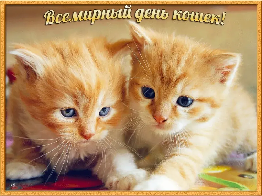 Открытка С Всемирным днём кошек - Два рыжих котенка на открытке | Красивая открытка #13