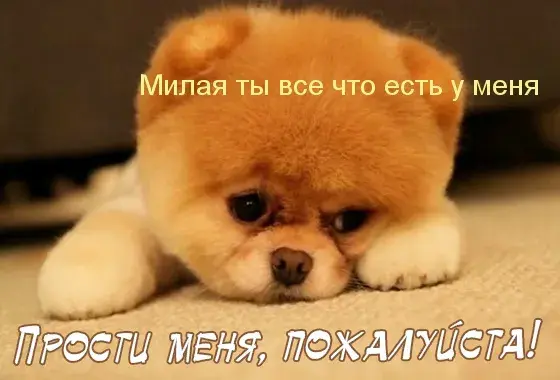 Открытка Открытки с извинениями любимым - Милый щенок породы померанский шпиц | Красивая открытка #19