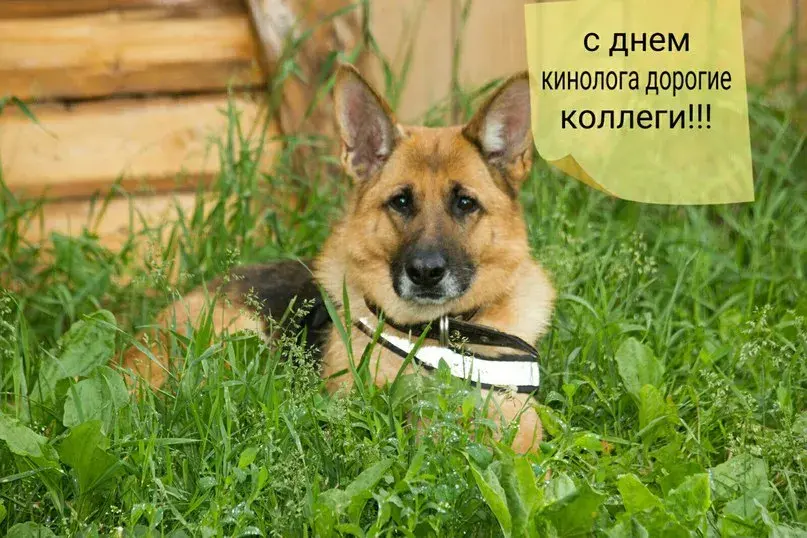 Открытка Открытки с днем кинолога - Собака породы немецкая овчарка на лугу | Красивая открытка #6