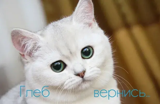 Открытка открытки с именем Глеб - Белый кот с зелеными глазами: открытка с котенком | Красивая открытка #272