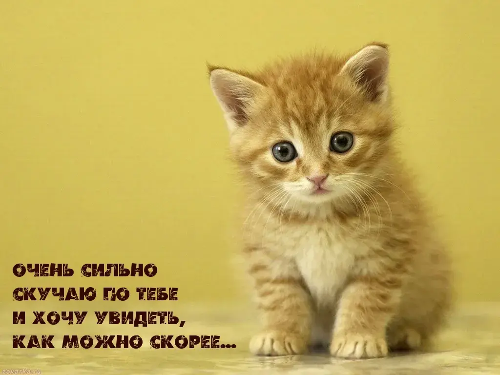 Открытка Я скучаю  - Милый котенок: открытка с котенком - заказать онлайн | Красивая открытка #36