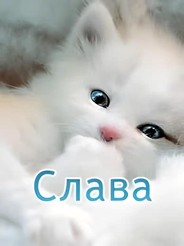 Открытка открытки с именем Вячеслав - Милый котенок: открытка с пушистым малышом | Красивая открытка #272