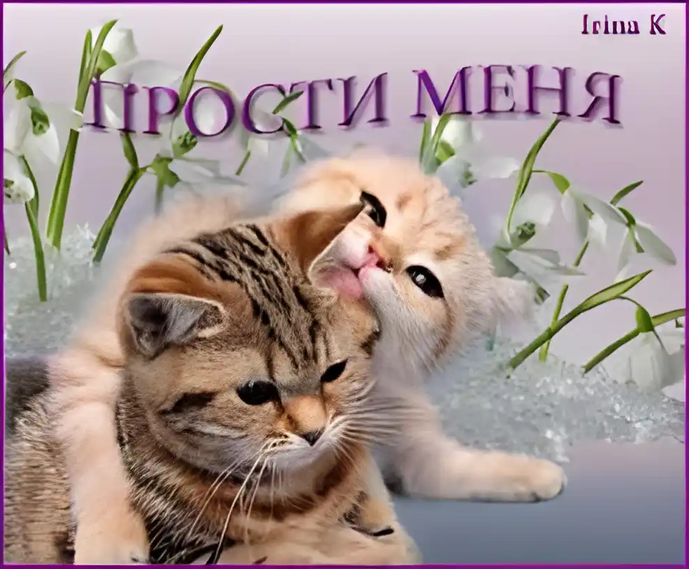 Открытка Прости - Две кошки на фоне подснежников | Красивая открытка #77