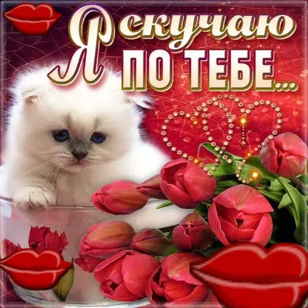 Открытка Открытки скучаю по тебе - Открытка с котенком и розами | Красивая открытка #87