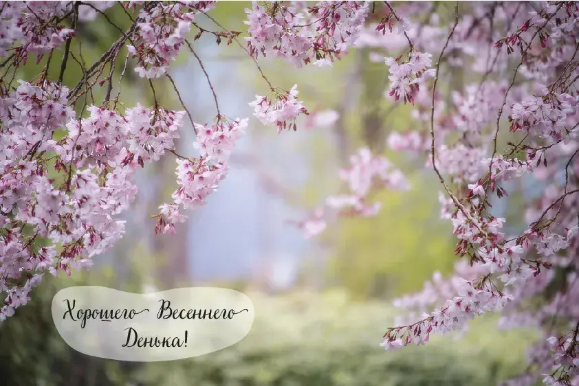 Открытка Весна - Цветущая вишня: нежная весенняя открытка | Красивая открытка #2
