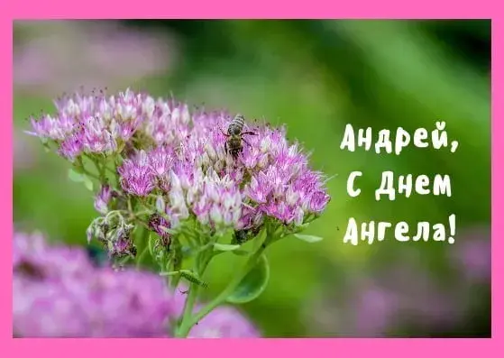 Открытка открытки с именем Андрей - Пышная фиалка с пчелкой  Открытка с цветами | Красивая открытка #175