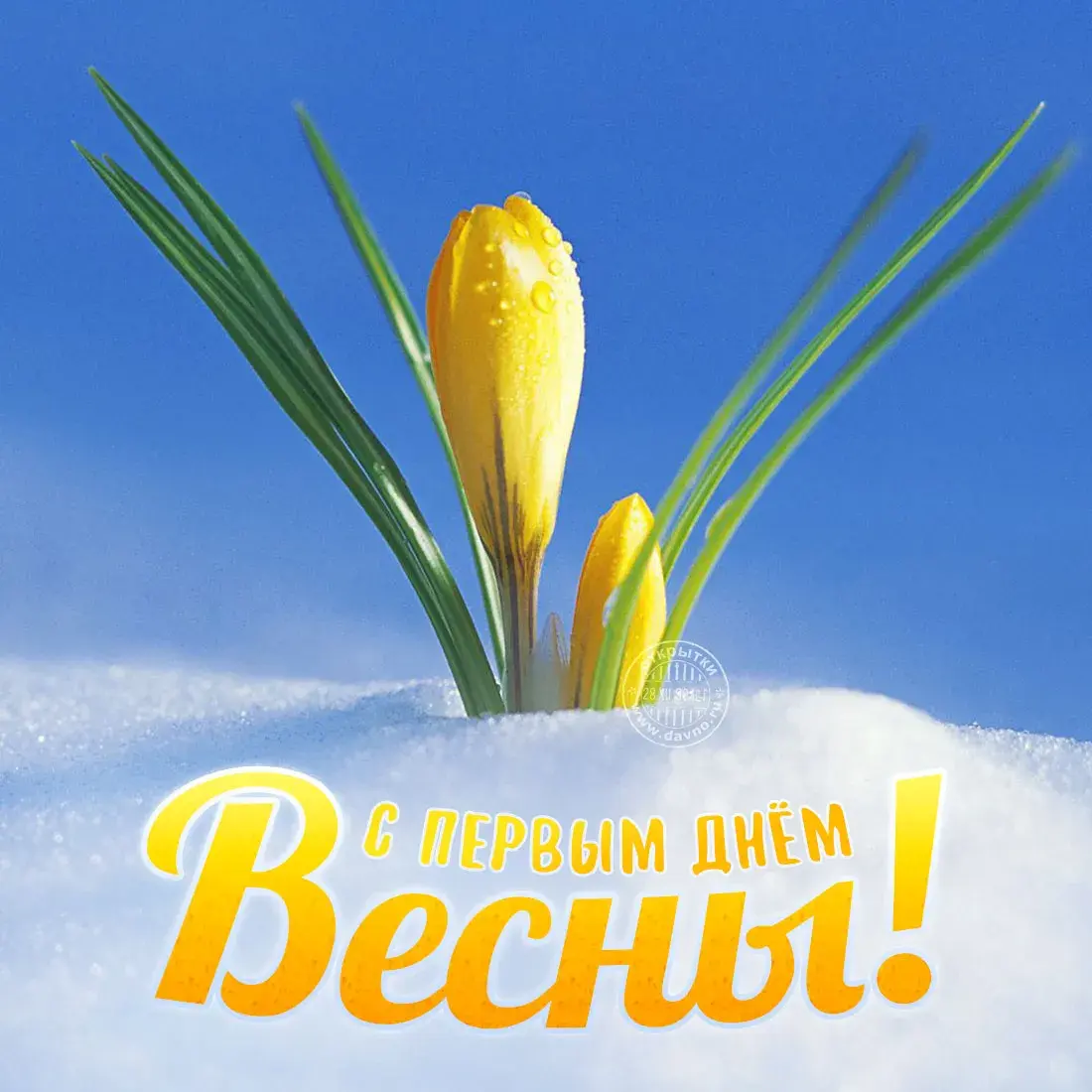 Открытка С крокусами - Первые подснежники на фоне снега: открытка с весной | Красивая открытка #7