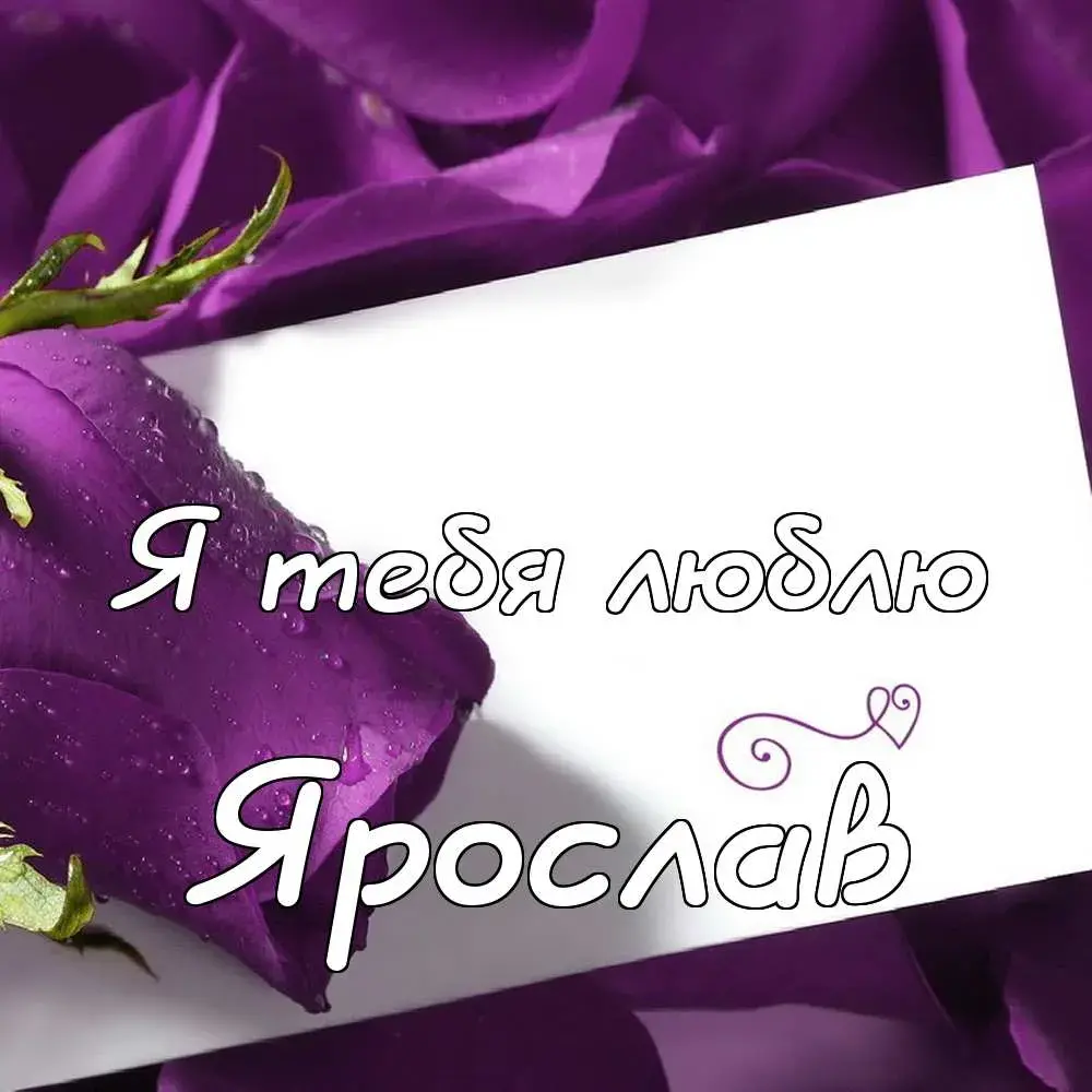 Открытка Открытки с именем Ярослав  - Фиолетовые розы на открытке | Красивая открытка #251