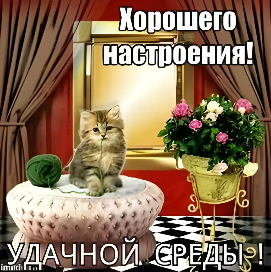 Открытка Открытки на среду - Открытка с котенком и цветами | Красивая открытка #173