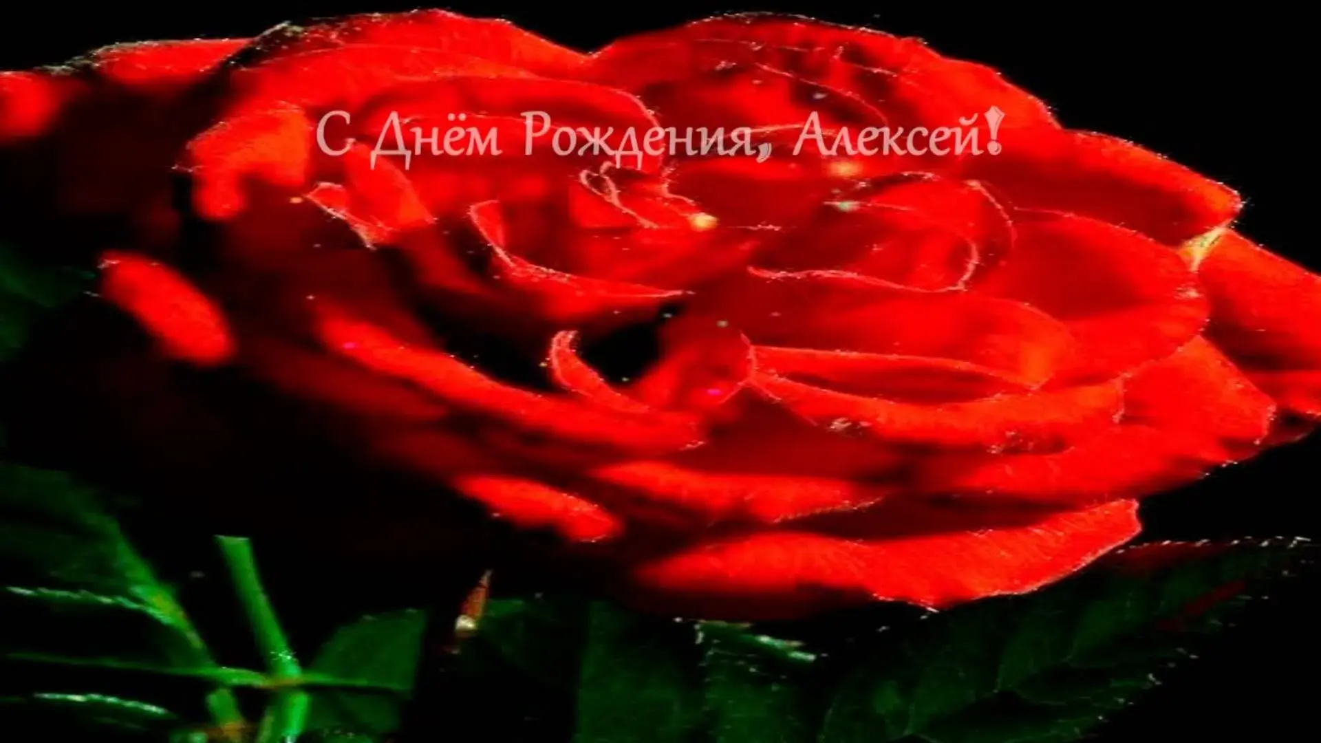 Открытка открытки с именем Алексей - Красная роза крупным планом: фото для открытки | Красивая открытка #79