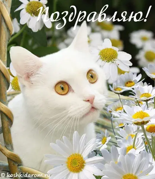 Открытка С кошками - Белый кот среди ромашек: открытка с котенком | Красивая открытка #44