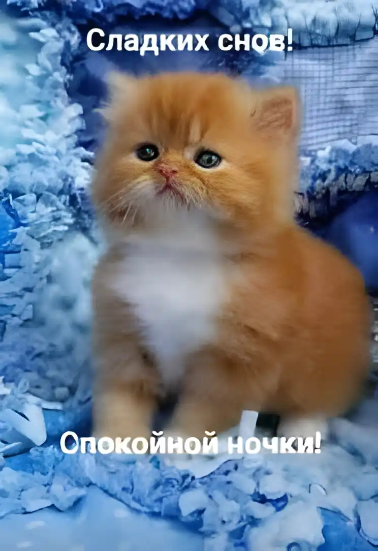 Открытка Сладких снов - Рыжий котёнок на синем фоне. Открытка. | Красивая открытка #19