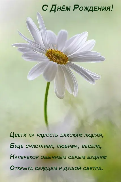 Открытка С ромашками - Белая ромашка на лугу: открытка с днем рождения | Красивая открытка #17