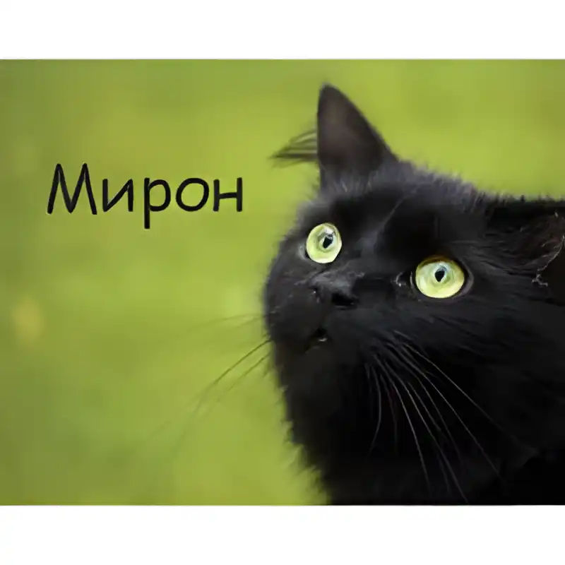 Открытка Открытки с именем Мирон  - Черный кот с зелеными глазами - открытка | Красивая открытка #70