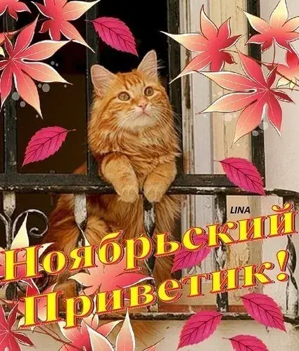 Открытка Ноябрьский - Рыжий кот на окне с осенними листьями | Красивая открытка #4