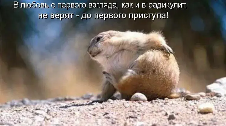 Открытка Прикольные открытки с животными - Забавный сурок на открытке: прикольные поздравления | Красивая открытка #3