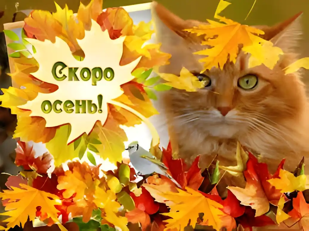 Открытка Открытки с последним днем лета - Котенок в осенних листьях: Открытка с котиком | Красивая открытка #22