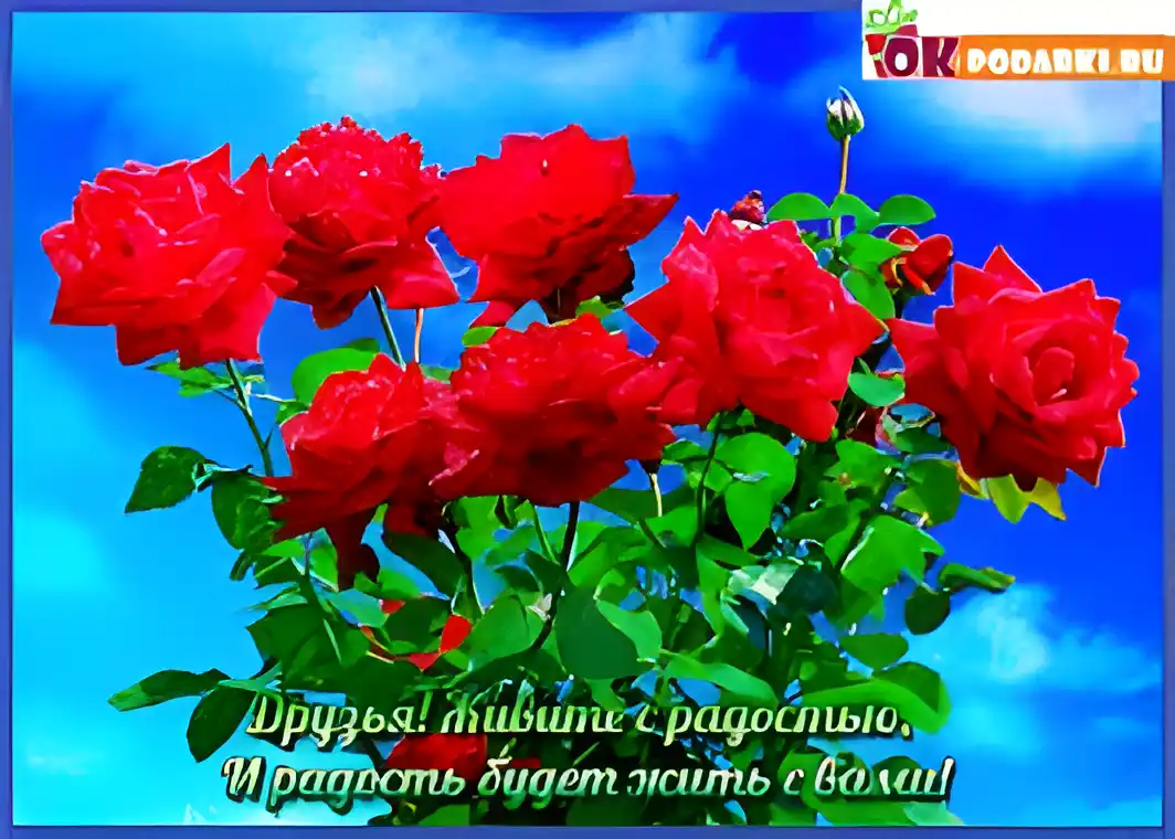 Открытка О дружбе - Яркие розы на голубом фоне. Открытка с цветами. | Красивая открытка #113