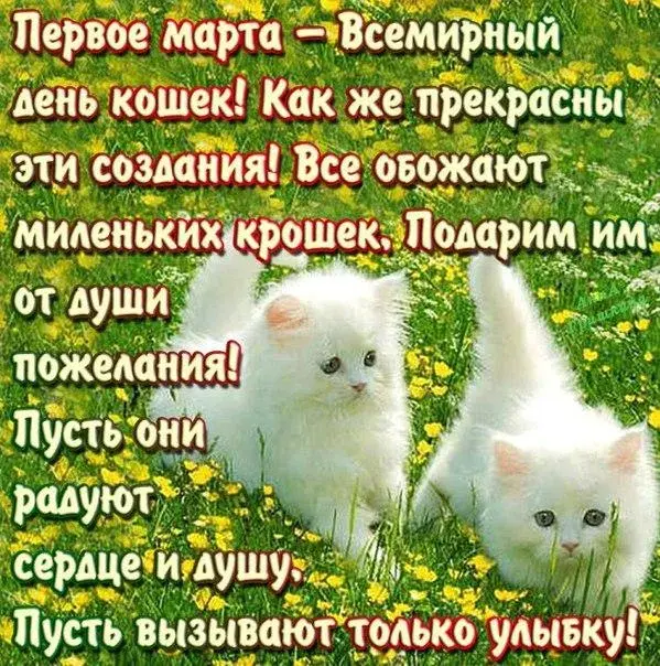 Открытка С Всемирным днём кошек - Открытка с котятами на лугу | Красивая открытка #59