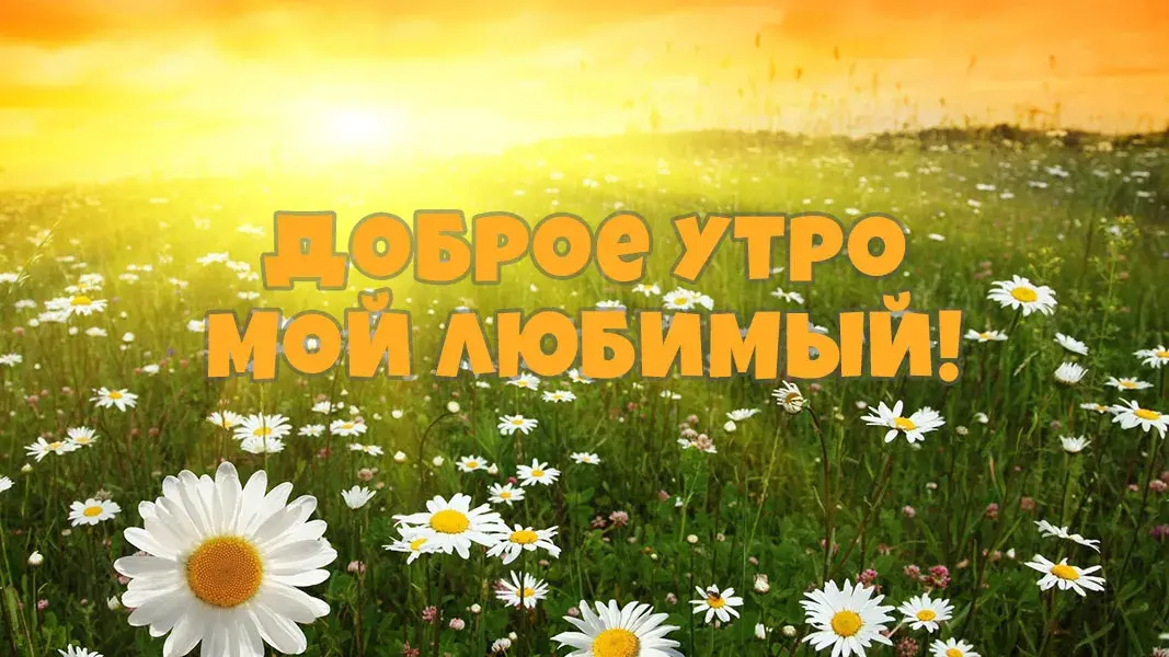 Открытка Доброе утро - Поле с ромашками и солнцем | Красивая открытка #440