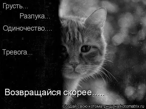 Открытка Возвращайся! - Черно-белый кот, крупный план, взгляд | Красивая открытка #5
