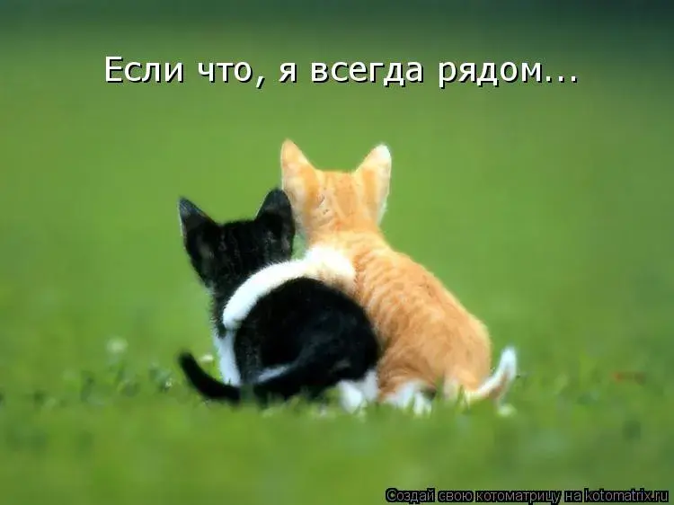 Открытка Я рядом - Два кота на траве: милая открытка с котиками | Красивая открытка #28