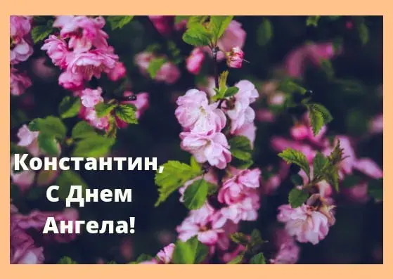 Открытка Открытки с именем Константин  - Цветущая вишня: Красивая открытка с днем ангела | Красивая открытка #51