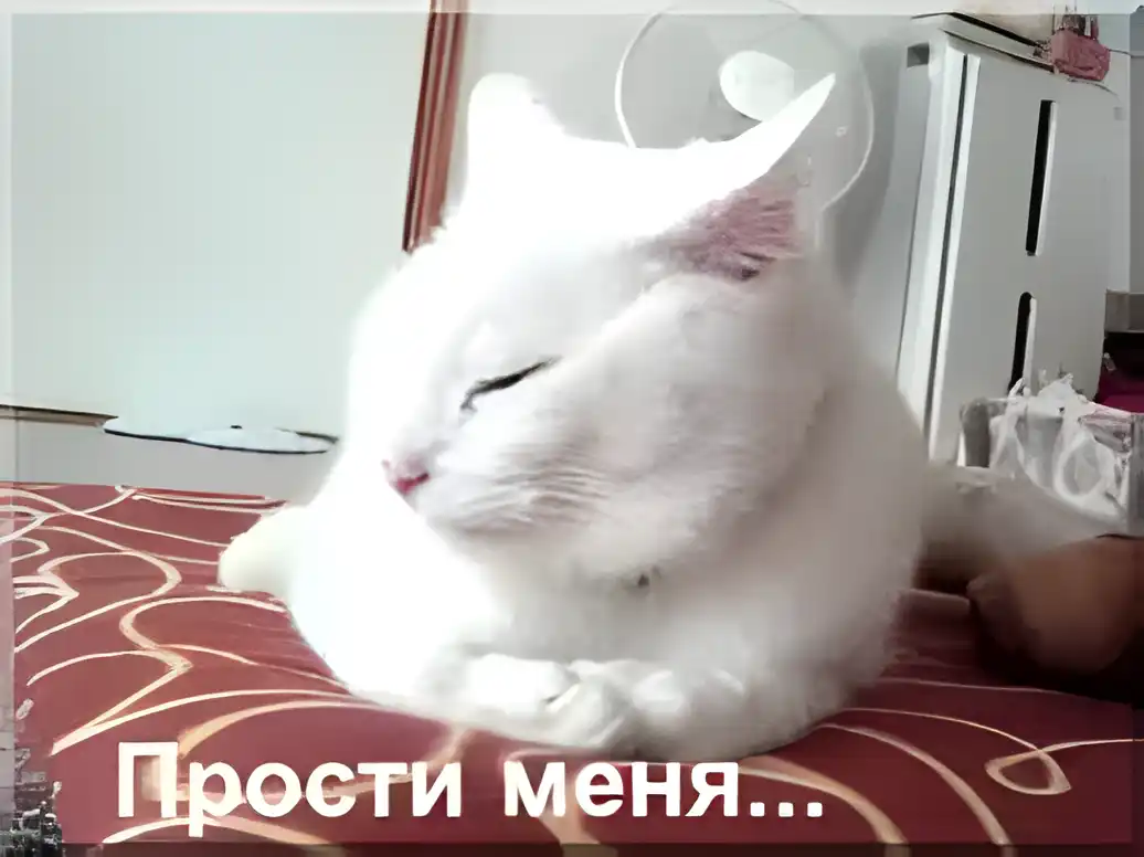 Открытка Прости - Белый кот на подушке — смешная открытка | Красивая открытка #138
