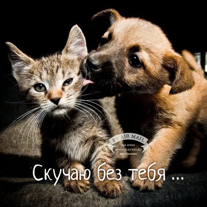 Открытка Я скучаю  - Открытка с котятами: «Скучаю по тебе» - Давно.ru | Красивая открытка #50