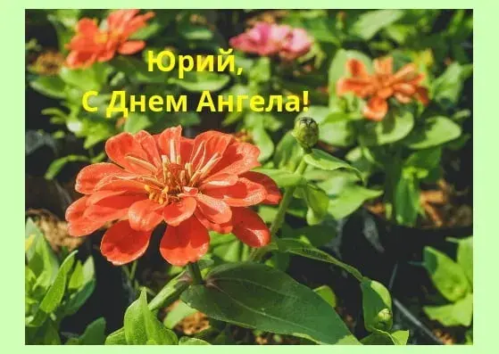 Открытка Открытки с именем Юрий - Яркая герань: поздравления с праздником | Красивая открытка #173