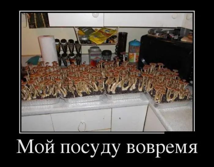 Открытка Демотиваторы - Грибы на кухне: необычная открытка | Красивая открытка #7