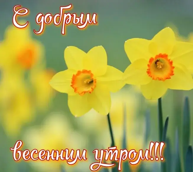 Открытка доброе весеннее утро - Яркие желтые нарциссы на фоне зеленой листвы. | Красивая открытка #1