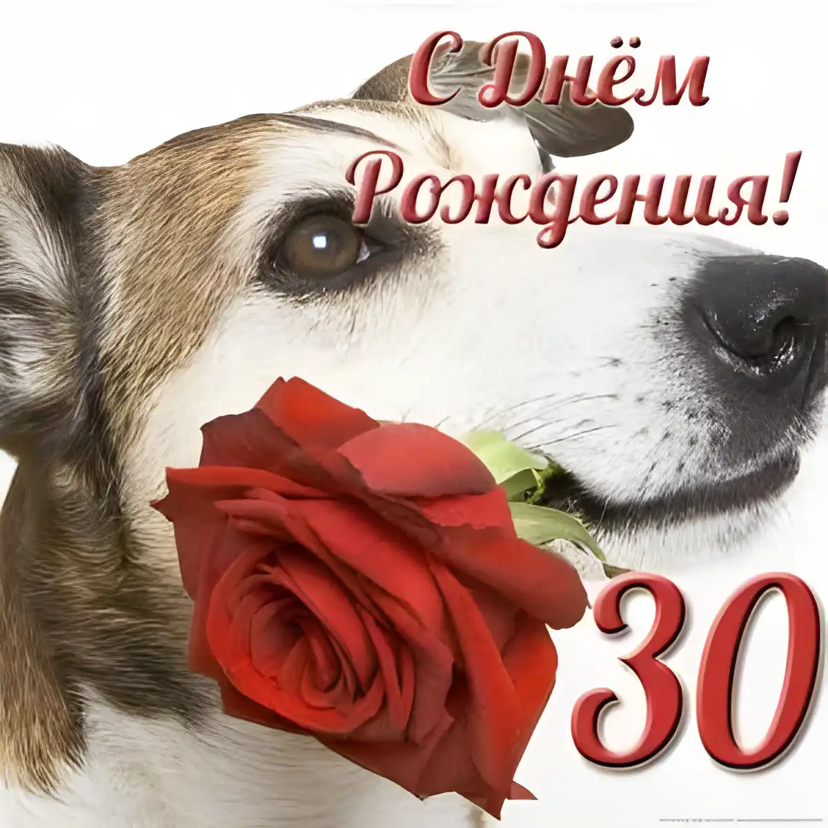 Открытка Открытки на 30 лет - Собака с розой: Открытка с Днём рождения | Красивая открытка #173