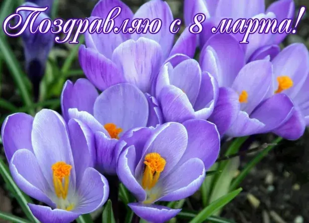 Открытка 8 марта - Фиалки на лугу: нежная открытка | Красивая открытка #77