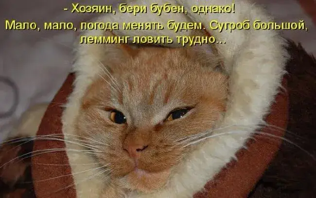 Открытка Прикольные открытки с животными - Злой кот: смешная открытка с котиком | Красивая открытка #6