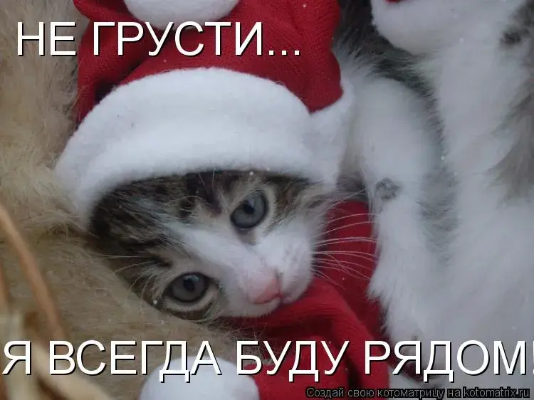 Открытка Открытки я рядом - Котенок в шапке: Новогоднее поздравление с милым котиком | Красивая открытка #19