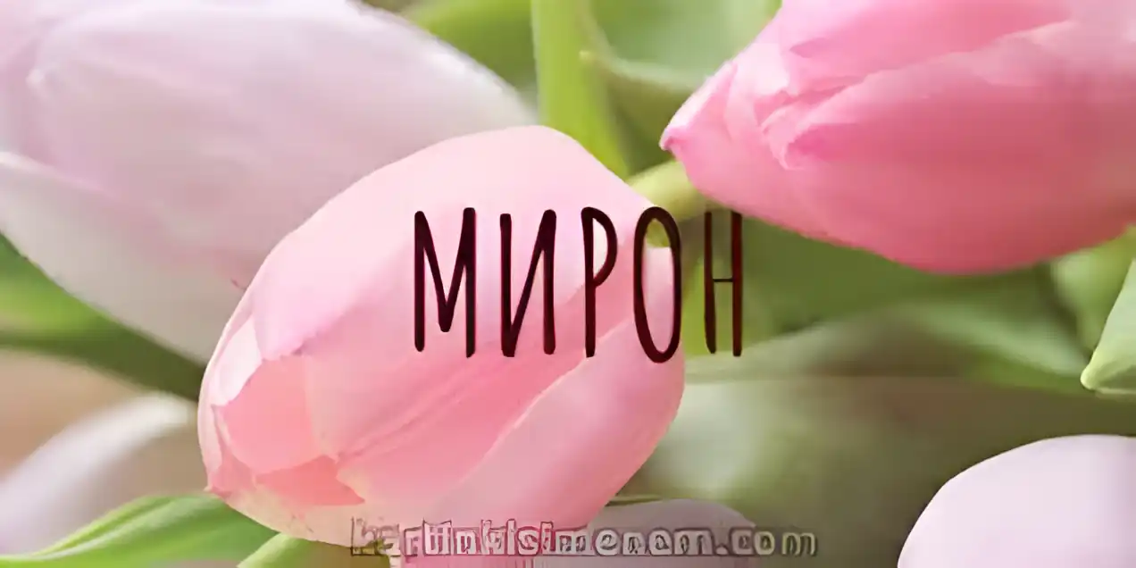 Открытка Открытки с именем Мирон  - Розовые тюльпаны: открытка с нежностью | Красивая открытка #169