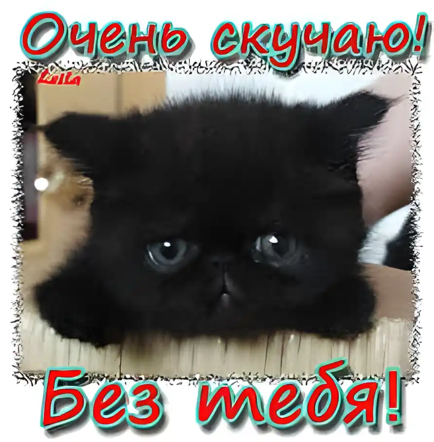 Открытка Скучаю - Черный котенок на открытке. | Красивая открытка #157
