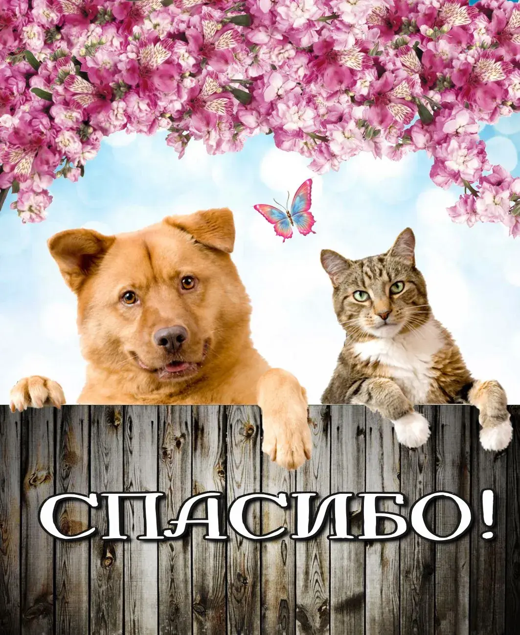 Открытка Спасибо - Открытка с кошкой и собакой на заборе | Красивая открытка #190