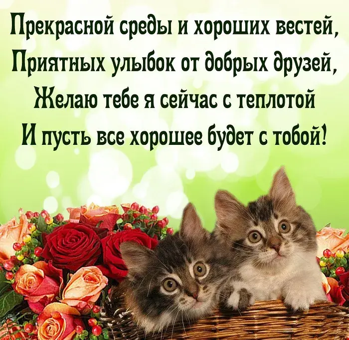 Открытка Доброе утро среда - Открытка с котятами и розами | Красивая открытка #8