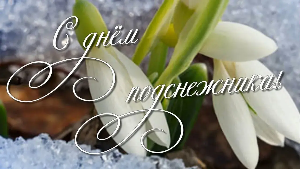Открытка День подснежника - Подснежник на снегу: нежная весенняя открытка | Красивая открытка #24