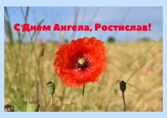 Открытка Открытки с именем Ростислав  - Красный мак на поле: открытка с праздником | Красивая открытка #146
