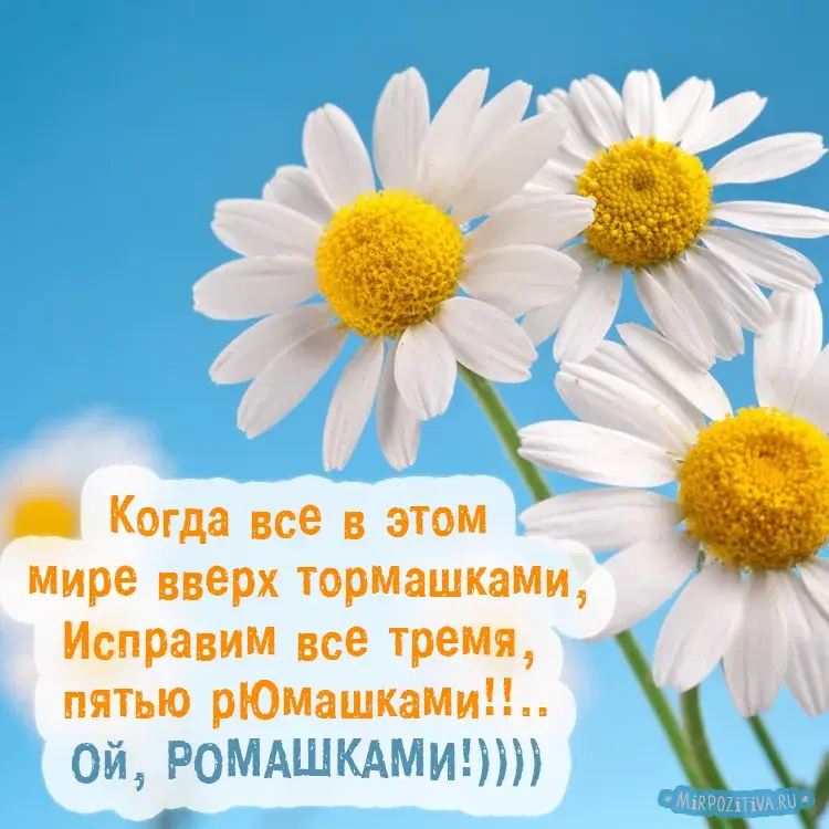 Открытка С ромашками - Полевые ромашки на синем фоне | Красивая открытка #37