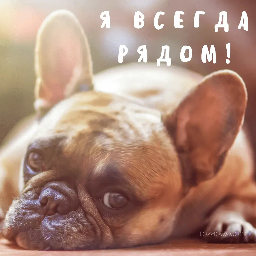 Открытка Я рядом - Открытка с щенком французского бульдога | Красивая открытка #82